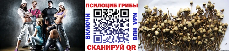 Галлюциногенные грибы прущие грибы  Мурманск 